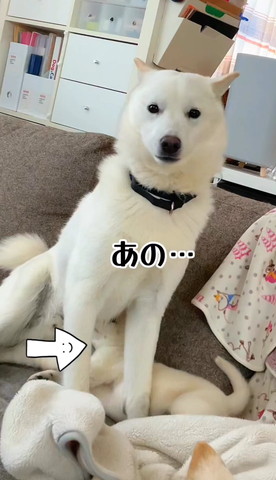 カメラ目線ワンコ