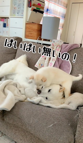 ぱいぱい無いのテロップ