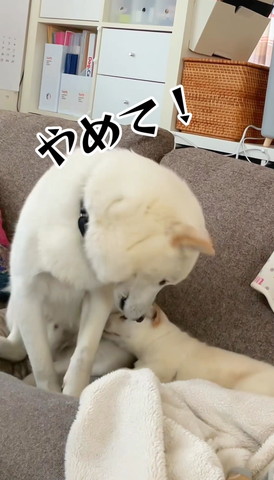 やめてテロップ