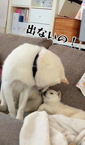 出ないのテロップ