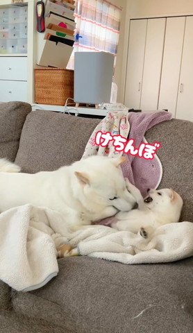 けちんぼテロップ