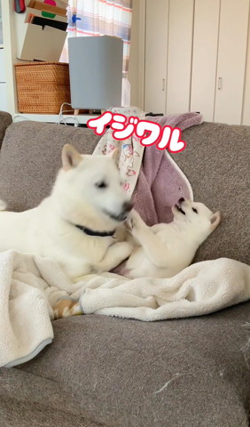 イジワルテロップ