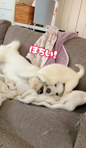 ほちいテロップ