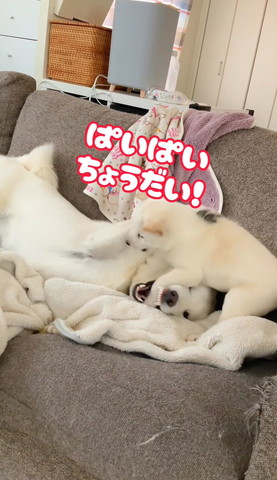 ぱいぱいちょうだいテロップ