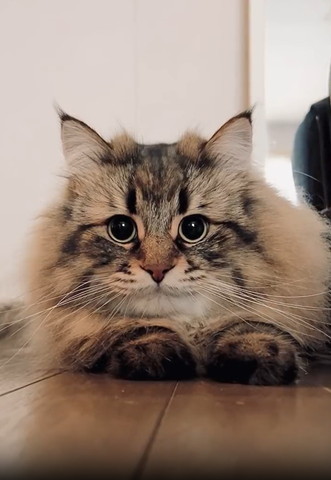 画面左見てる猫ちゃん