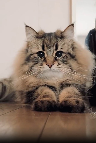 顔を後ろに引く猫