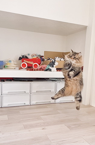 ジャンプしてる猫