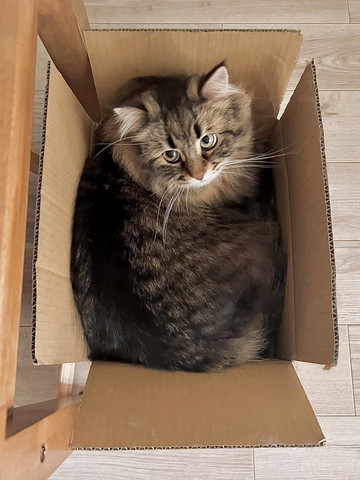 ダンボール入ってる猫