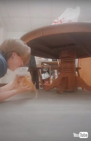 ジャンプする保護子猫