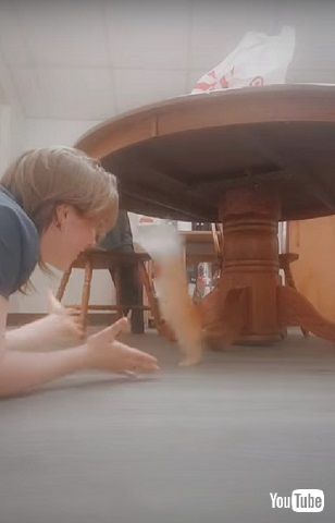 ジャンプする保護子猫