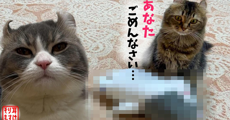 妻猫の浮気現場（？）に遭遇した夫、気まずい空気が流れ……　「分身似てますね」「これはギリ浮気ではない」の声 | ねとらぼ