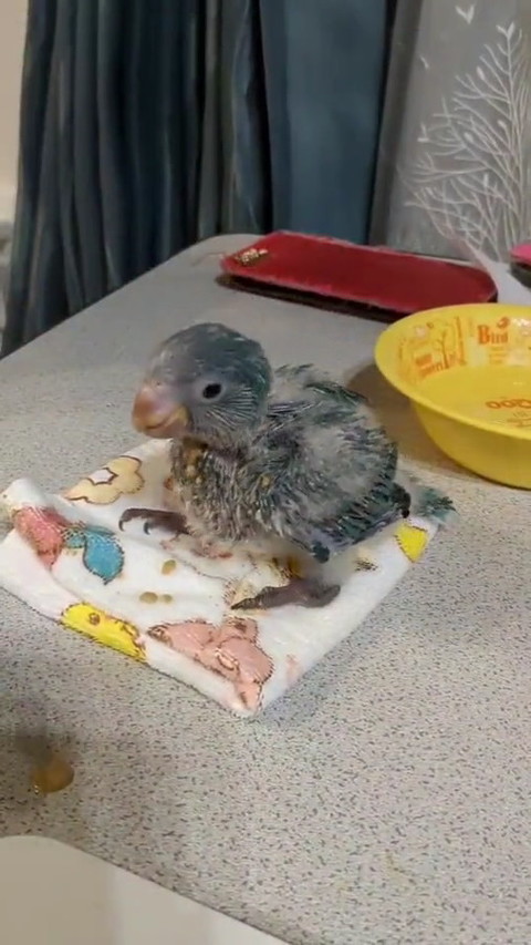 インコ