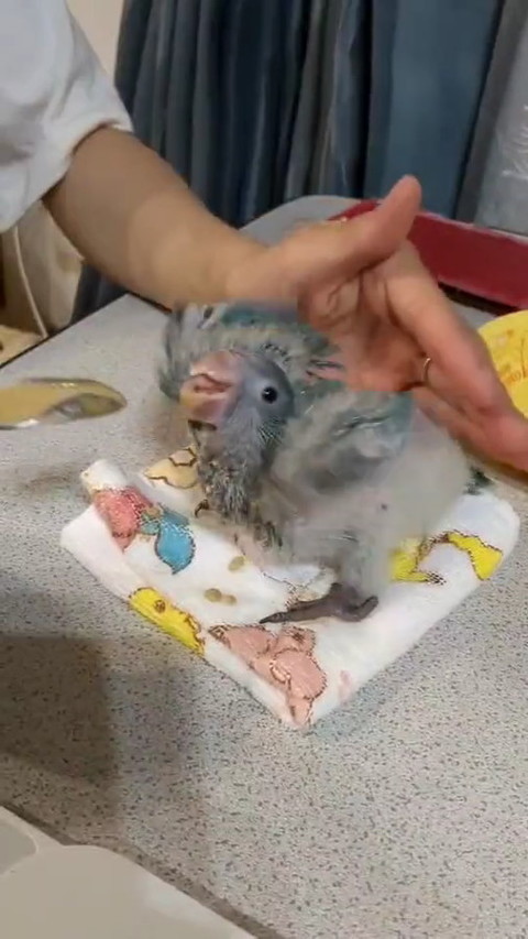 インコ