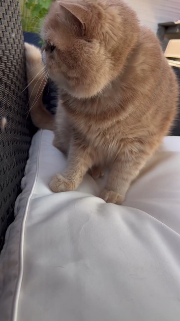 顔を近づける猫