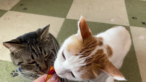 お兄ちゃんのターン