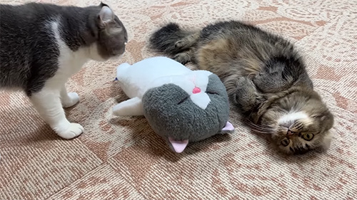 ごろんするたんこちゃん