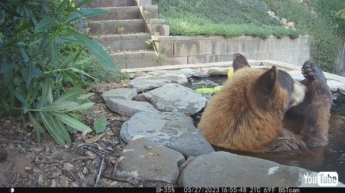 池でくつろぐクマ