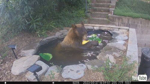 池でくつろぐクマ
