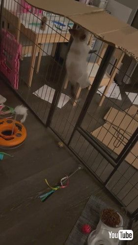 段ボールを設置された子猫