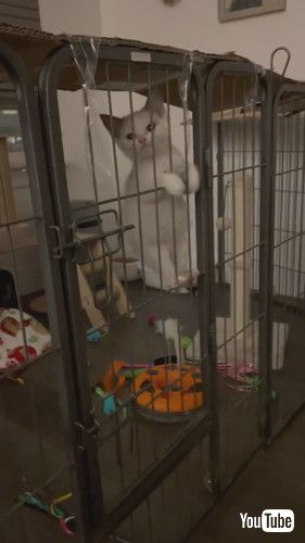 不満そうな子猫