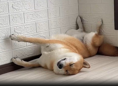 壁際で寝てるワンコの寝顔