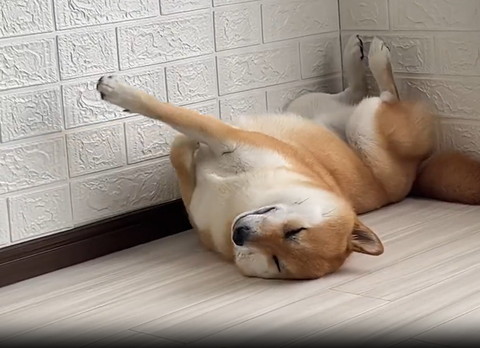 寝てるワンコ片前足伸ばす