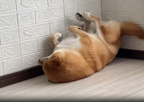 ヘソ天で壁側見てるワンコ