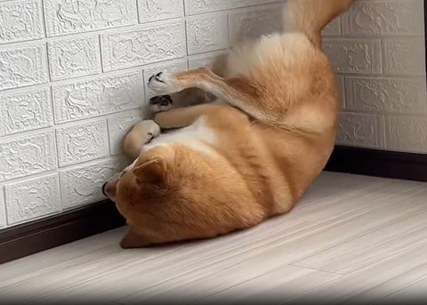 壁側に体寄せるワンコ