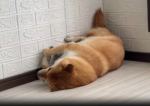 壁側向いて寝るワンコ