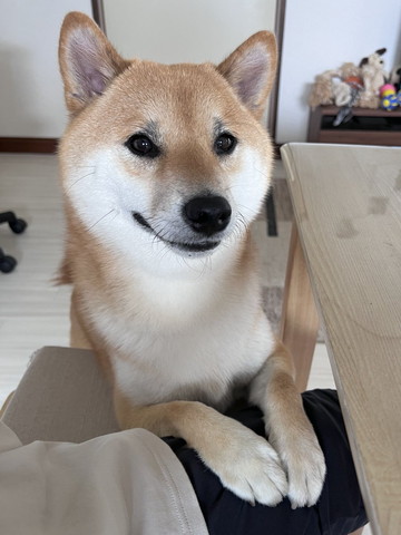 ヒザの前足のせるワンコ