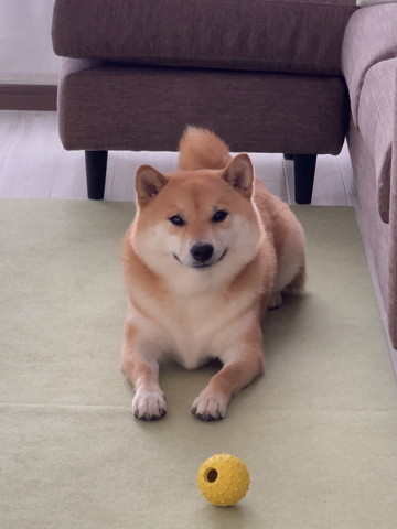 ボールとワンコ