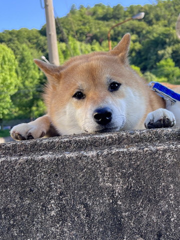 屋外で伏せてるワンコ