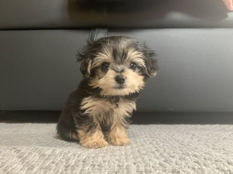 ヨークシャテリア柄の子犬正面