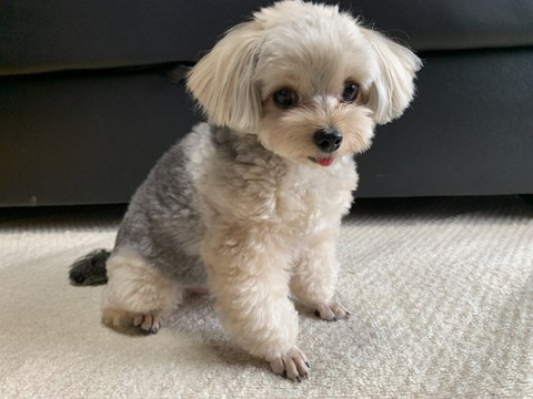 プードル感出たワンコ軽く横向き