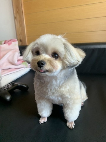 舌だしてるワンコとゲーム機