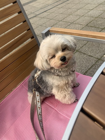 ベンチに座って目つむって舌だしワンコ