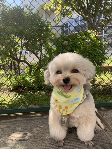 バンダナつけてるワンコ