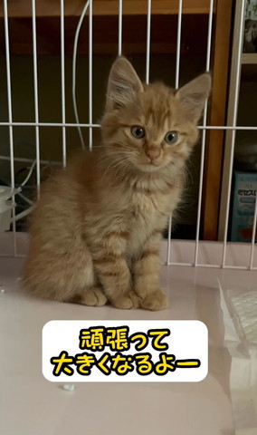 頑張って大きくなるよテロップ