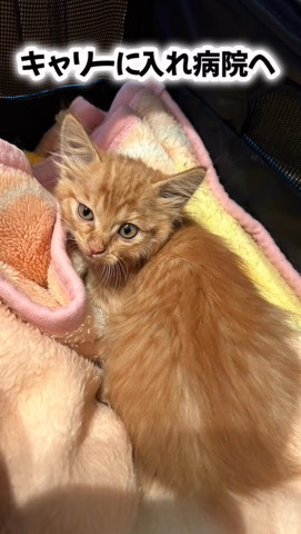 キャリーに入れ病院へ