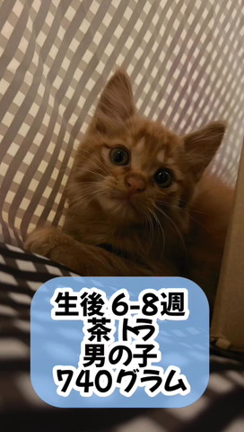 茶トラ男の子テロップ