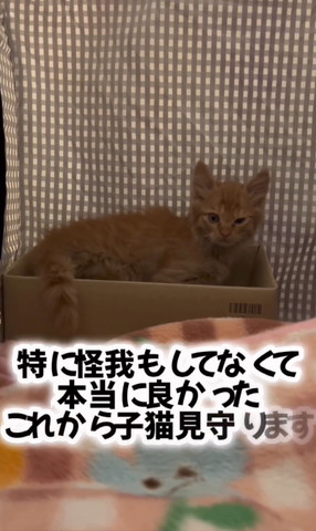 特にケガもしてなくてテロップと画像