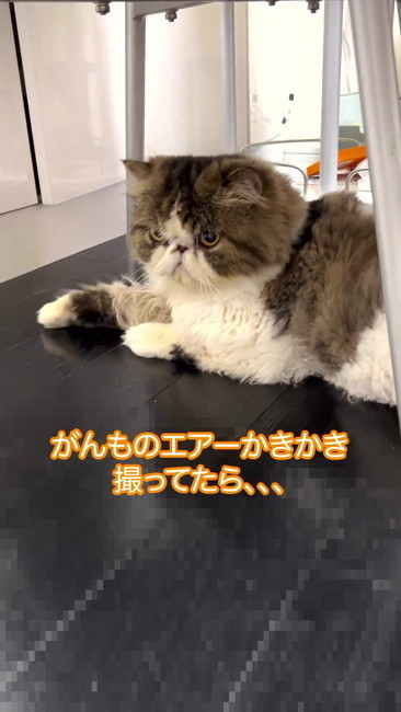 エキゾチックロング