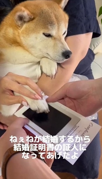 結婚証明書にスタンプを押す柴犬