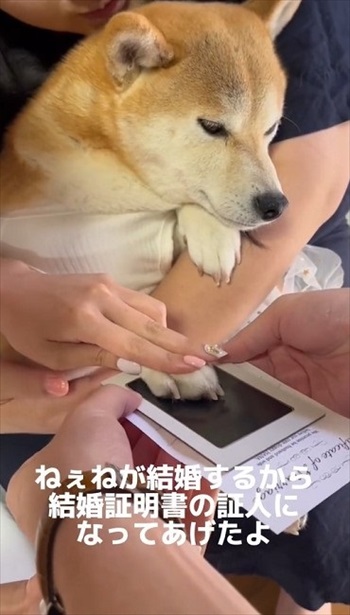 結婚証明書にスタンプを押す柴犬