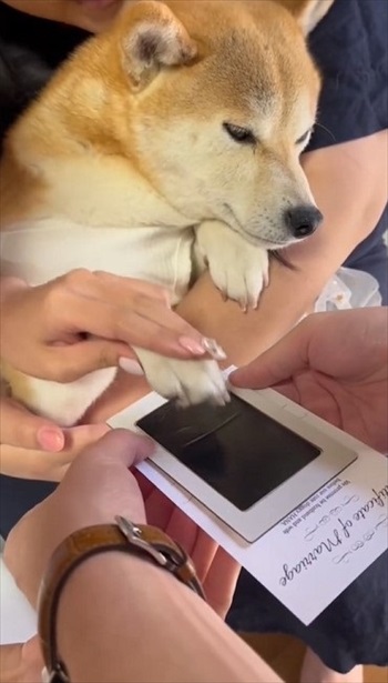 結婚証明書にスタンプを押す柴犬