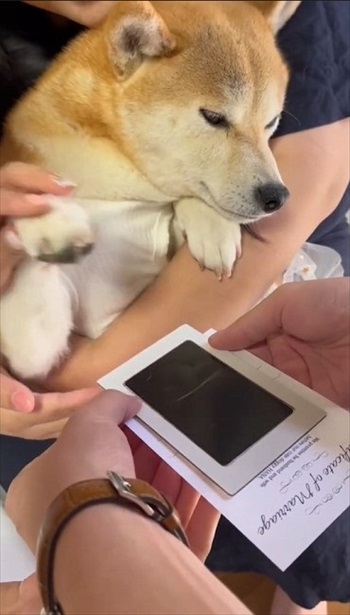 結婚証明書にスタンプを押す柴犬