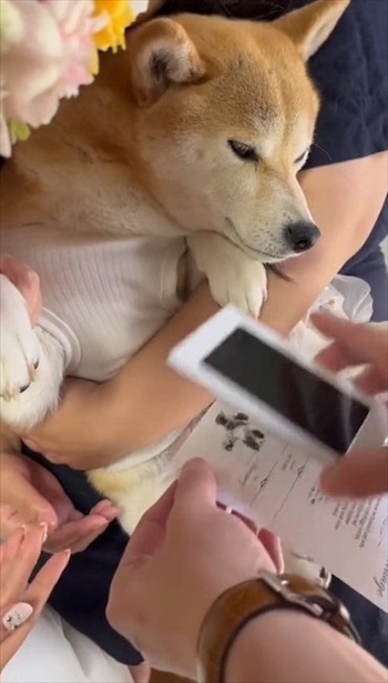 結婚証明書にスタンプを押す柴犬