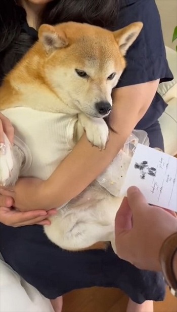 結婚証明書にスタンプを押す柴犬