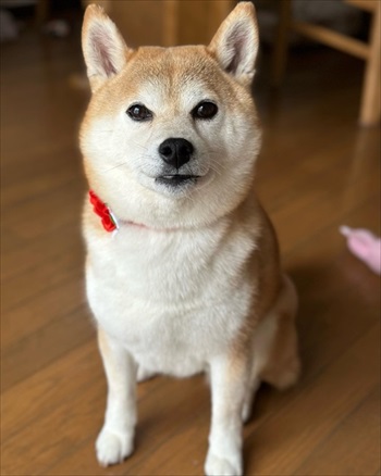 前を見つめる柴犬