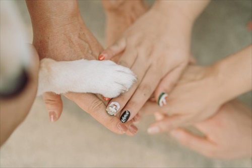 エイエイオーの手